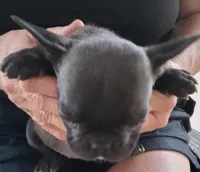 Little Girl, a female French Bulldog for sale in Colorado Springs, CO – 3 of 4