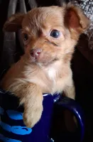 Fuzzy, a female Chihuahua for sale in Colorado Springs, CO – Photo 1 of 6