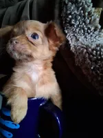 Fuzzy, a female Chihuahua for sale in Colorado Springs, CO – Photo 4 of 6