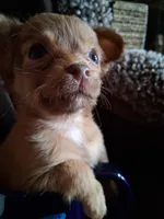 Fuzzy, a female Chihuahua for sale in Colorado Springs, CO – Photo 5 of 6