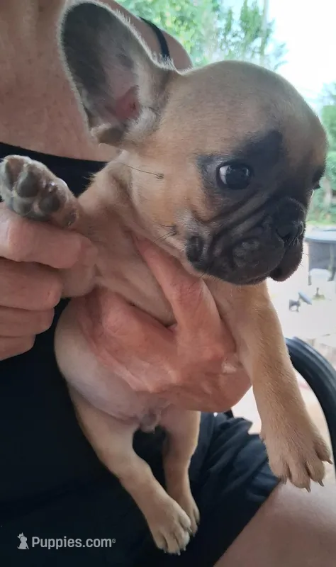 Enzo Jr – French Bulldog puppy for sale in Colorado Springs, CO