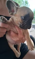 Enzo Jr, a male French Bulldog for sale in Colorado Springs, CO – 1 of 2