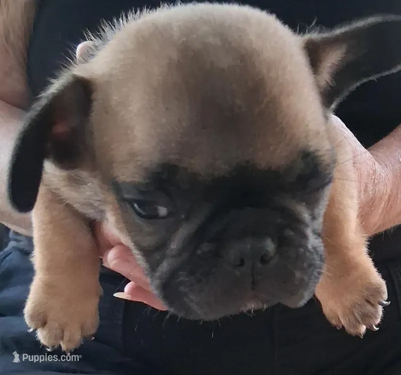 Big Smoosh – French Bulldog puppy for sale in Colorado Springs, CO