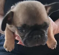 Big Smoosh, a male French Bulldog for sale in Colorado Springs, CO – 1 of 1