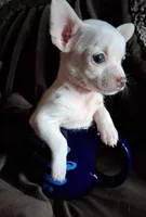 Snowball, a male Chihuahua for sale in Colorado Springs, CO – Photo 3 of 3