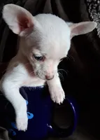 Snowball, a male Chihuahua for sale in Colorado Springs, CO – Photo 1 of 3