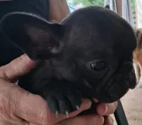 Little Girl, a female French Bulldog for sale in Colorado Springs, CO – 2 of 4