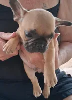 Enzo Jr, a male French Bulldog for sale in Colorado Springs, CO – 2 of 2