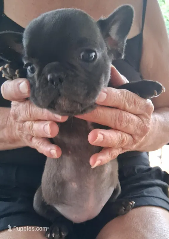 Little Girl – French Bulldog puppy for sale in Colorado Springs, CO