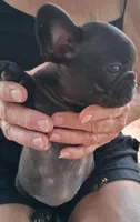 Little Girl, a female French Bulldog for sale in Colorado Springs, CO – 4 of 4