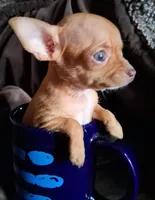 JR, a male Chihuahua for sale in Colorado Springs, CO – Photo 4 of 7