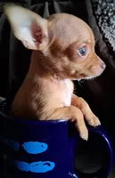 JR, a male Chihuahua for sale in Colorado Springs, CO – Photo 1 of 7