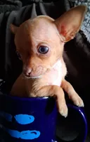 JR, a male Chihuahua for sale in Colorado Springs, CO – Photo 3 of 7