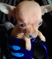 JR, a male Chihuahua for sale in Colorado Springs, CO – Photo 7 of 7