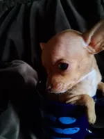 JR, a male Chihuahua for sale in Colorado Springs, CO – Photo 6 of 7