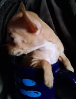 JR, a male Chihuahua for sale in Colorado Springs, CO – Photo 5 of 7