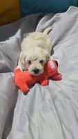 Boy 1, a male Maltipoo for sale in Brooksville, FL – 2 of 4