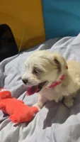 Girl 1, a female Maltipoo for sale in Brooksville, FL – 3 of 4