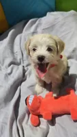 Girl 1, a female Maltipoo for sale in Brooksville, FL – 2 of 4