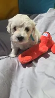 Boy 1, a male Maltipoo for sale in Brooksville, FL – 4 of 4