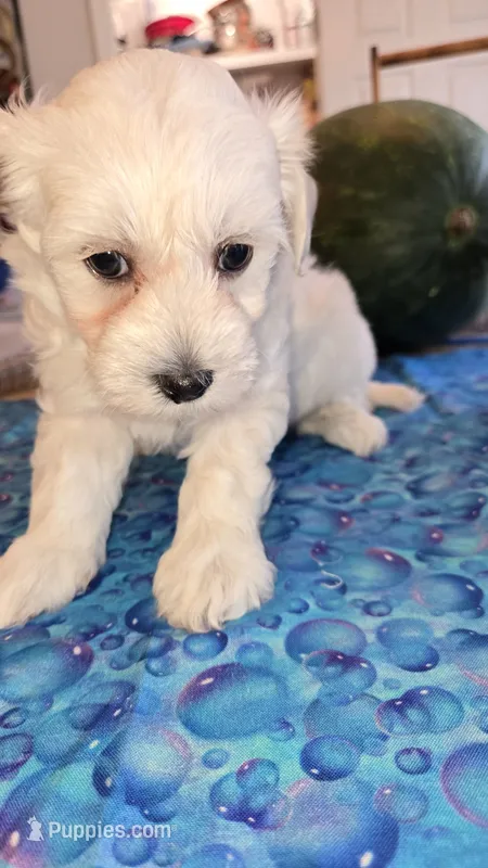 Boy 1 – Maltipoo puppy for sale in Brooksville, FL