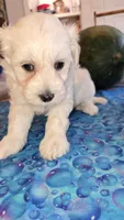 Boy 1, a male Maltipoo for sale in Brooksville, FL – 1 of 4