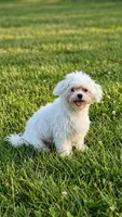 Sugar, a male Maltese for sale in Brooksville, FL – 2 of 2