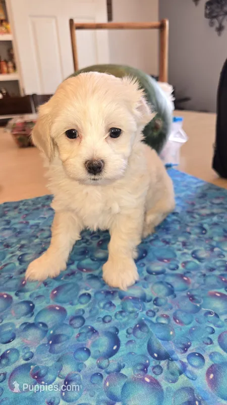 Girl 1 – Maltipoo puppy for sale in Brooksville, FL