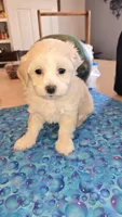 Girl 1, a female Maltipoo for sale in Brooksville, FL – 1 of 4
