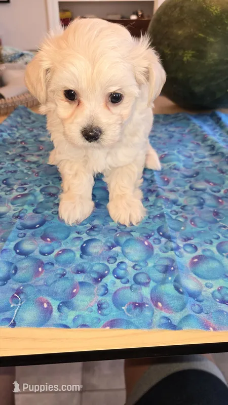Girl 2 – Maltipoo puppy for sale in Brooksville, FL