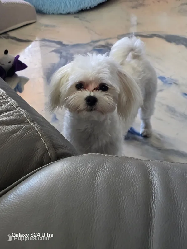 Sugar – Maltese puppy for sale in Brooksville, FL