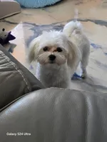 Sugar, a male Maltese for sale in Brooksville, FL – 1 of 2