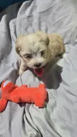Girl 1, a female Maltipoo for sale in Brooksville, FL – 4 of 4
