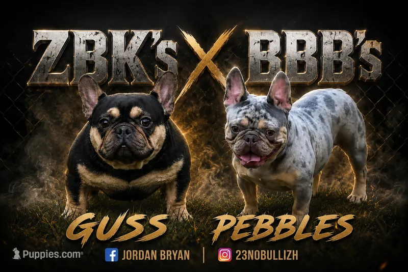 Bubba – French Bulldog puppy for sale in Bluffton, SC