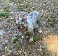 Bella, a female French Bulldog for sale in Bluffton, SC – 4 of 7
