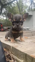 Bella, a female French Bulldog for sale in Bluffton, SC – 6 of 7