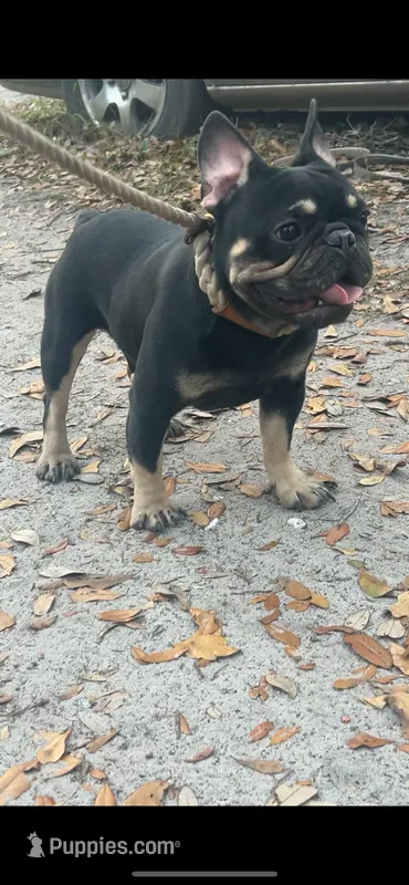 Bruno  – French Bulldog puppy for sale in Bluffton, SC