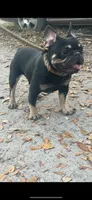 Bruno , a male French Bulldog for sale in Bluffton, SC – 1 of 5