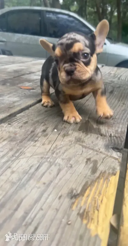 Bubba – French Bulldog puppy for sale in Bluffton, SC