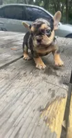 Bubba, a male French Bulldog for sale in Bluffton, SC – 4 of 7