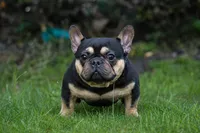 Bella, a female French Bulldog for sale in Bluffton, SC – 5 of 7