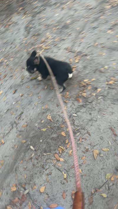 Bruno , a male French Bulldog for sale in Bluffton, SC – 5 of 5