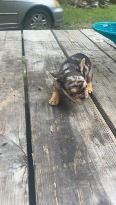 Bubba, a male French Bulldog for sale in Bluffton, SC – 7 of 7