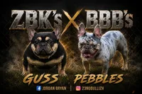 Bella, a female French Bulldog for sale in Bluffton, SC – 1 of 7