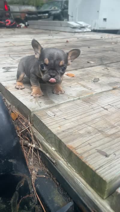 Bella, a female French Bulldog for sale in Bluffton, SC – 7 of 7