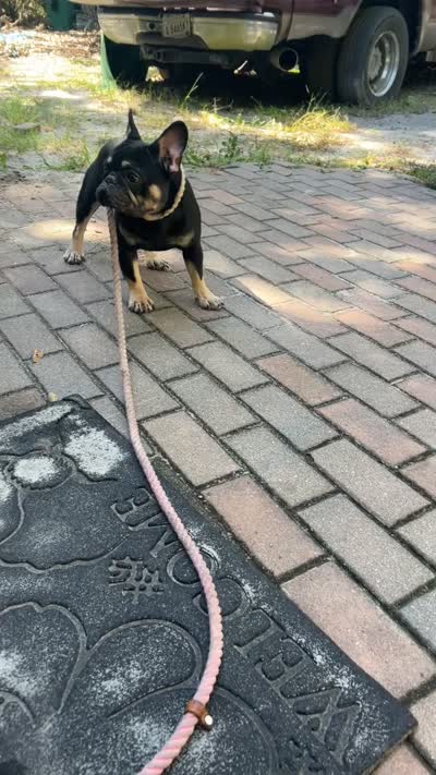 Bruno , a male French Bulldog for sale in Bluffton, SC – 4 of 5