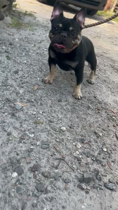 Bruno , a male French Bulldog for sale in Bluffton, SC – 3 of 5