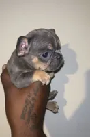 Bella, a female French Bulldog for sale in Bluffton, SC – 3 of 7