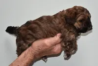 Billy, a male Shihpoo for sale in Ava, MO – Photo 2 of 5