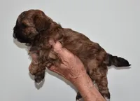 Billy, a male Shihpoo for sale in Ava, MO – Photo 3 of 5